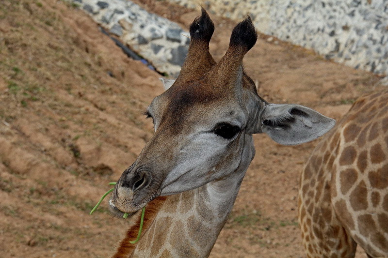 Thailand, Pattaya, Khao Kheow Open Zoo